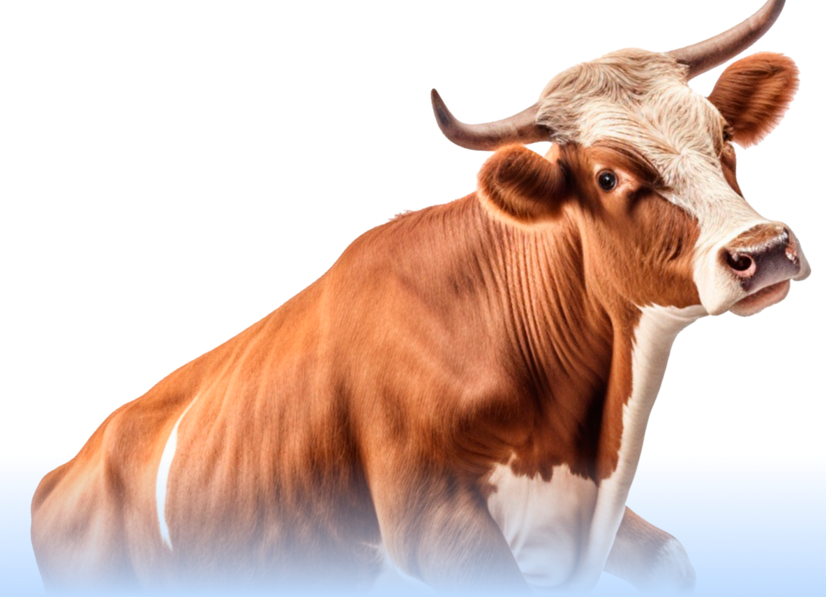 cow